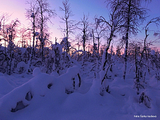 Psí spřežení v Laponsku (Finsko)