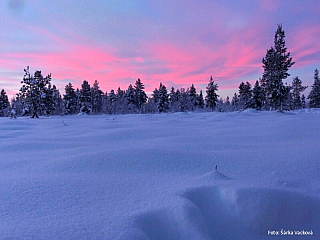 Psí spřežení v Laponsku (Finsko)