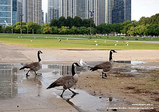 Chicago (Illinois - USA)