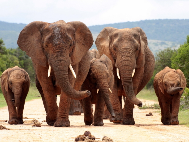 Sloni (Jihoafrická republika)