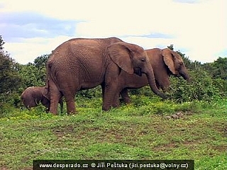Národní park Addo Elephant (Jihoafrická republika)