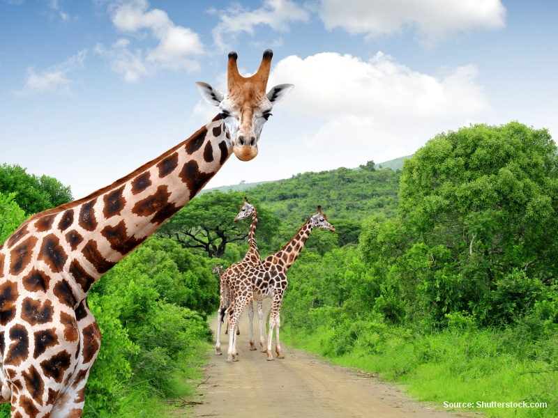 Žirafy (Jihoafrická republika)