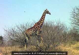 Žirafa v Krugerově národním parku (Jihoafrická republika)