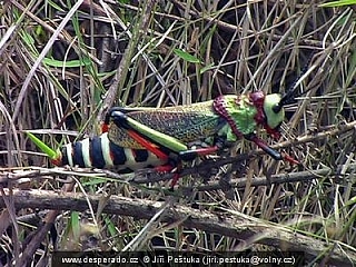 Barevná kobylka na přírodním koupališti Mac Mac Falls (Jihoafrická republika)