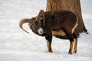 Muflon v zámecké oboře Konopiště (Česká republika)