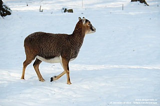 Zvěř v zámecké oboře Konopiště (Česká republika)
