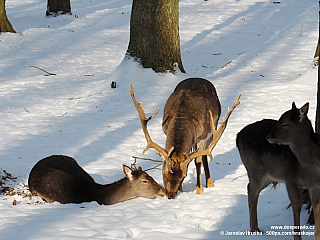 Zvěř v zámecké oboře Konopiště (Česká republika)