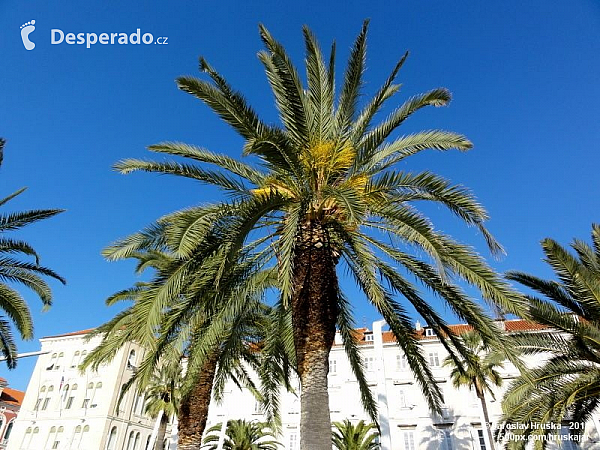 Split (Chorvatsko)