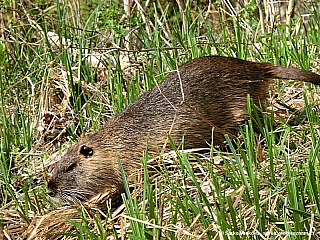 Sprévský les (Německo)