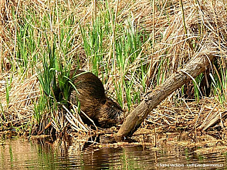 Sprévský les (Německo)