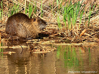 Sprévský les (Německo)