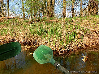 Sprévský les (Německo)