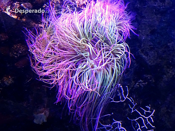 Oceanarium v Lisabonu (Portugalsko)