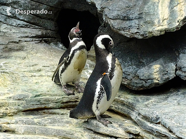 Oceanarium v Lisabonu (Portugalsko)