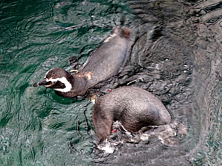 Oceanarium v Lisabonu (Portugalsko)