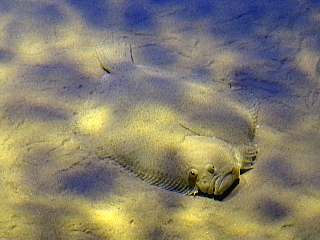 Oceanarium v Lisabonu (Portugalsko)