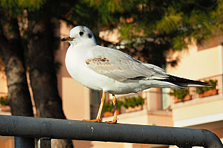 Racek v Sirmione (Itálie)