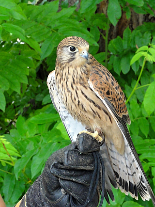 Dravci na zámku Lednice (Česká republika)