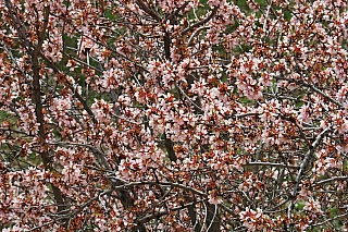 El Escorial (Španělsko)