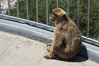 Makakové na Gibraltaru (Velká Británie)