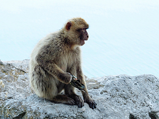 Makakové na Gibraltaru (Velká Británie)
