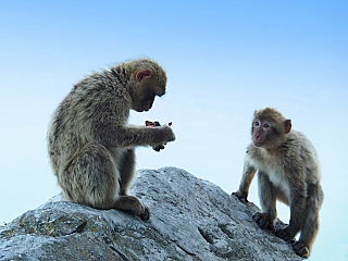 Makakové na Gibraltaru (Velká Británie)