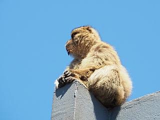 Makakové na Gibraltaru (Velká Británie)