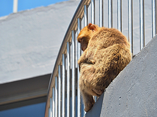 Makakové na Gibraltaru (Velká Británie)