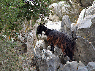 Mesa Lasithi na Krétě