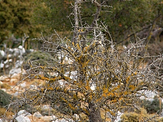 Planina Mesa Lasithi na Krétě (Řecko)