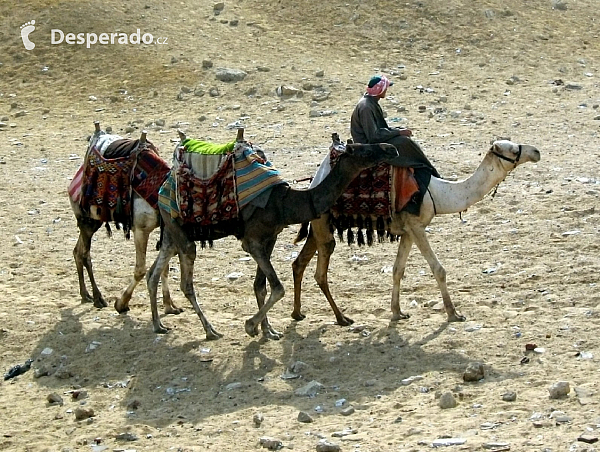 Velbloudi (Egypt)
