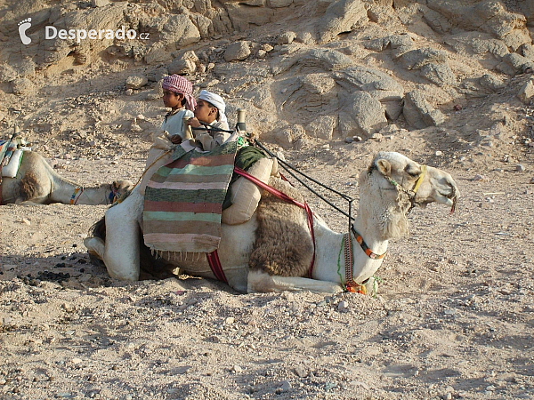Děti s velbloudem (Egypt)