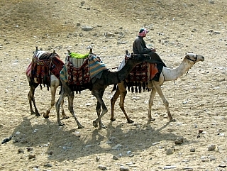 Velbloudi (Egypt)
