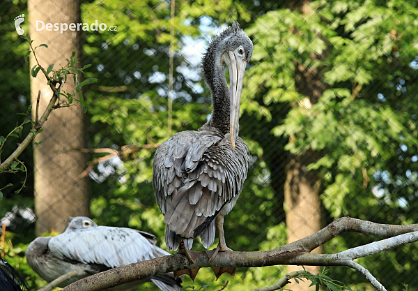 Pelikán v ZOO Zlín (Česká republika)