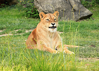 Lvice v ZOO Zlín (Česká republika)