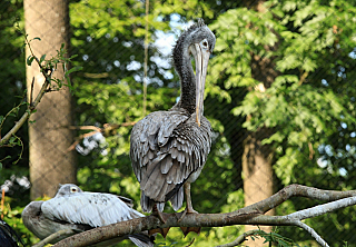 Pelikán v ZOO Zlín (Česká republika)