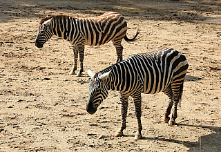 Zebry v ZOO Zlín (Česká republika)