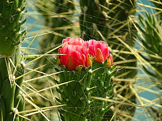 Albufeira (Portugalsko)