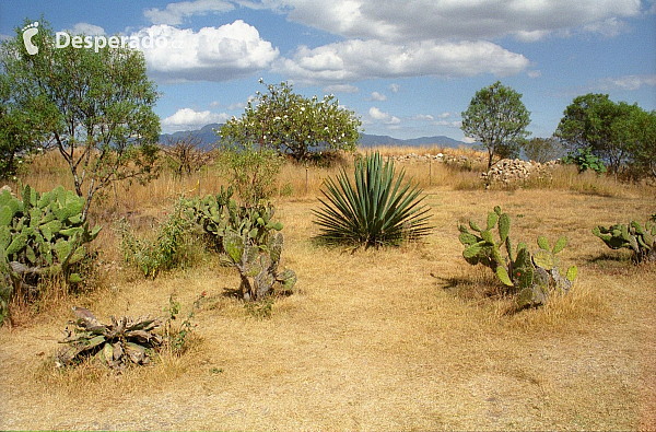 Monte Albán (Mexiko)