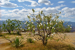 Monte Albán (Mexiko)