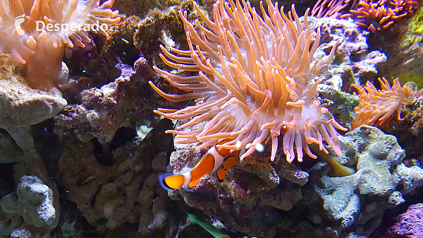 Korálová rybka v akváriu Sea Life v Lido di Jesolo (Itálie)