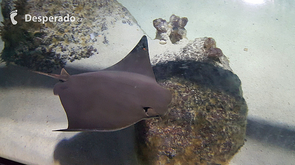 Rejnok v akváriu Sea Life v Lido di Jesolo (Itálie)