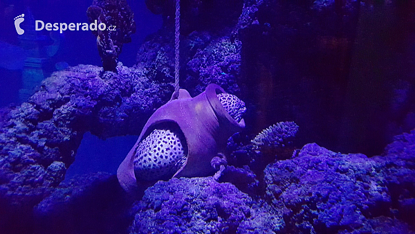 Akvárium Sea Life v Lido di Jesolo (Itálie)