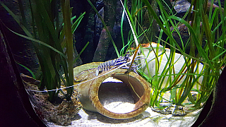 Akvárium Sea Life v Lido di Jesolo (Itálie)