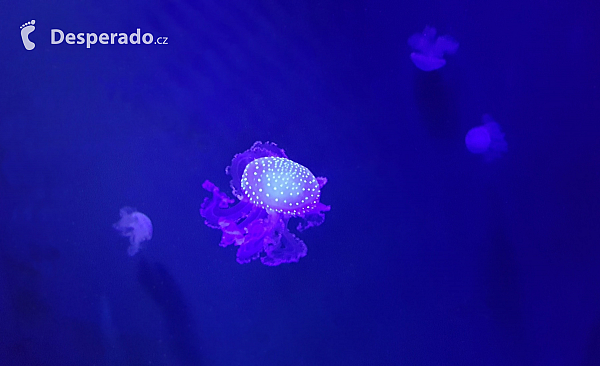Akvárium Sea Life v Lido di Jesolo (Itálie)