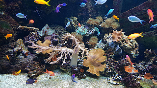 Akvárium Sea Life v Lido di Jesolo (Itálie)