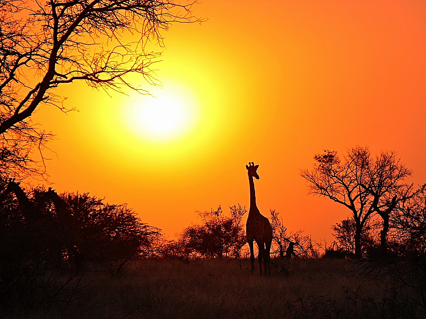 Žirafa v národním parku (Zambie)
