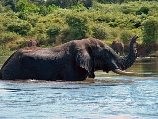 Slon v národním parku (Zambie)