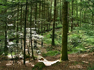 Lesy u vesnice Huelgoat (Bretaň - Francie)