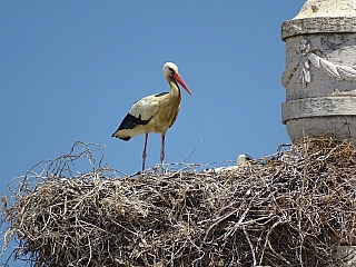 Čápi ve Faro (Portugalsko)